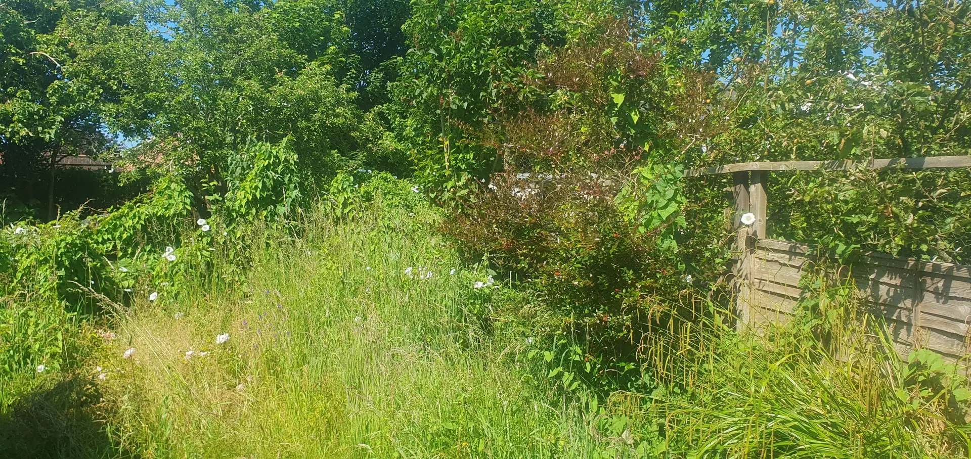 Overgrown garden before clearance